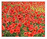 Red Flanders Poppies - 50,000 Flanders Poppy Seeds - Marde Ross & Company photo / $11.99 ($0.00 / Count)