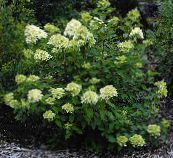 green Panicle Hydrangea, Tree Hydrangea