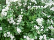 photo Garden Flowers Spirea, Bridal's Veil, Maybush, Spiraea white