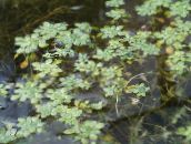 groen Water Sleutelbloem, Moeras Postelein, Moeras Seedbox