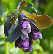 violett Honeywort, Blå Räkor Växt, Blå Vax Blomma