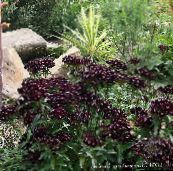 қара Dianthus Barbatus