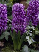 violett Holländsk Hyacint