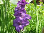 violett Gladiolus