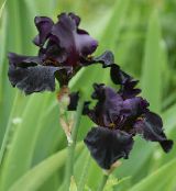қара Сақалды Iris