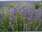 photo Garden Flowers Lavender, Lavandula light blue