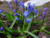 photo Garden Flowers Siberian squill, Scilla blue