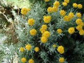 yellow Lavender Cotton, Holy Herb, Ground Cypress, Petite Cypress, Green Santolina