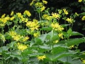 yellow Cup Plant. Rosinweed