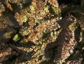 barna Új-Zéland Rézgombos Leveles Dísznövények