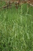 green Bowles Golden Grass, Golden Millet Grass, Golden Wood Millet Cereals