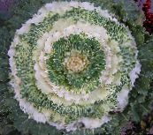 white Flowering Cabbage, Ornamental Kale, Collard, Cole 