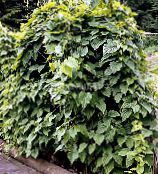 sötétzöld Dioscorea Fehér Leveles Dísznövények