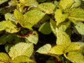 yellow Coleus, Flame Nettle, Painted Nettle Leafy Ornamentals