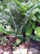 dark green Hard shield fern, Soft shield fern 