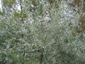 silvery Pendulous willow-leaved pear, Weeping silver pear