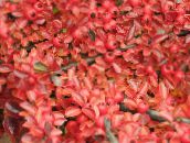 red Cotoneaster horizontalis