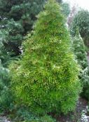 light green Japanese Umbrella Pine